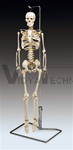 Flexible Mr. Thrifty Skeleton with Spinal Nerves